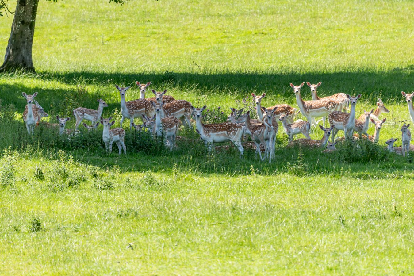 Small 210725 Oakmere Milnthorpe Gvs 44